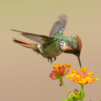 Frilled Coquette